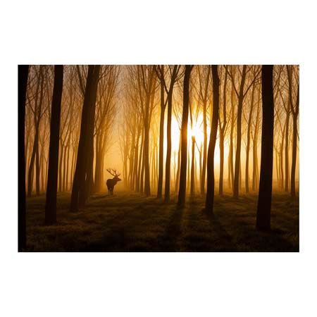 1x Collection Open Edition Canvas Giclee :"Once Upon a Time"