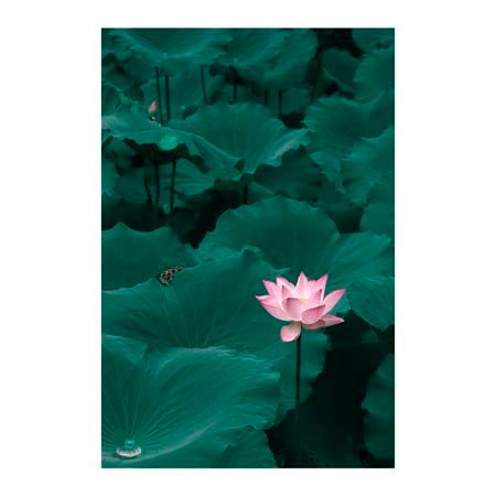 1x Collection Open Edition Canvas Giclee :"Outstanding"
