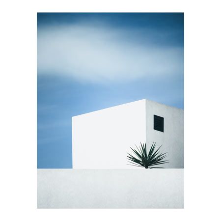 1x Collection Open Edition Canvas Giclee :"Palm Tree"