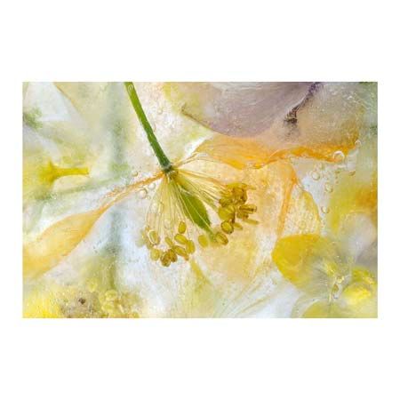 1x Collection Open Edition Canvas Giclee :"Papaver Ice"