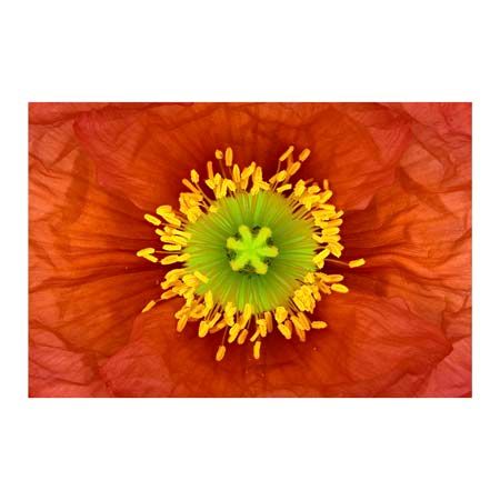 1x Collection Open Edition Canvas Giclee :"Papaver Nudicaule Iceland Poppy"