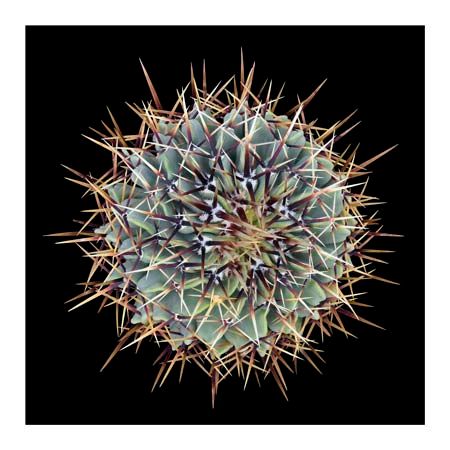 1x Collection Open Edition Canvas Giclee :"Parodia Buiningii"