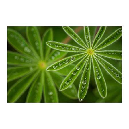 1x Collection Open Edition Canvas Giclee :"Pearly Lupine"