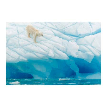 1x Collection Open Edition Canvas Giclee :"Polar Bear"