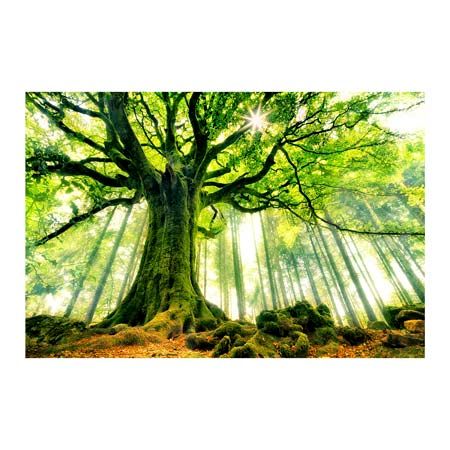 1x Collection Open Edition Canvas Giclee :"Ponthus Beech"