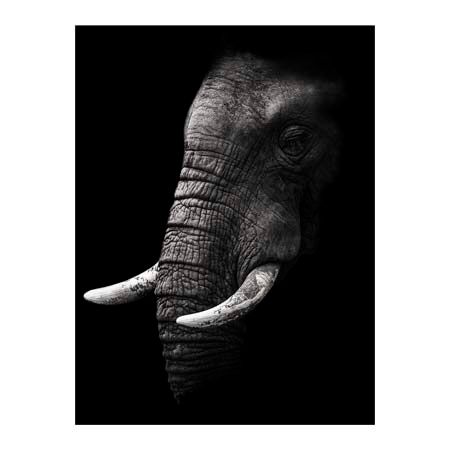 1x Collection Open Edition Canvas Giclee :"Portrait"