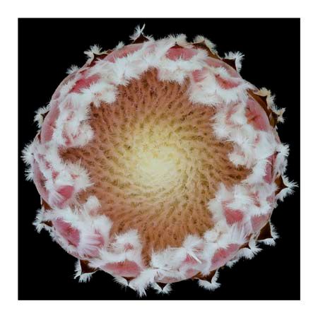 1x Collection Open Edition Canvas Giclee :"Protea"