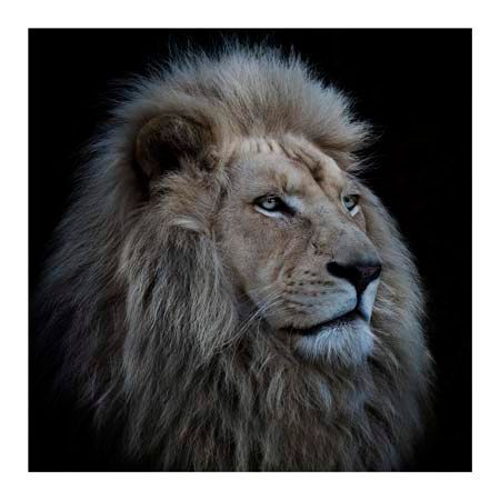 1x Collection Open Edition Canvas Giclee :"Proud Lion"