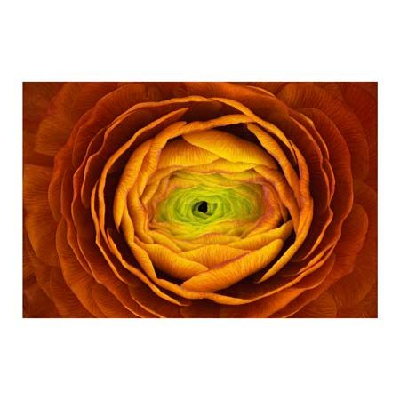 1x Collection Open Edition Canvas Giclee :"Ranunculus Asiaticus"