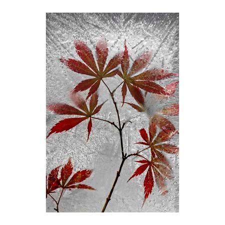 1x Collection Open Edition Canvas Giclee :"Red Maple"