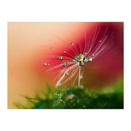 1x Collection Open Edition Canvas Giclee :"Red Morning"