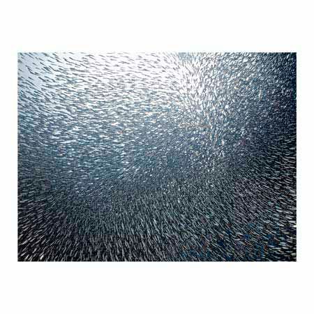 1x Collection Open Edition Canvas Giclee :"Sardines Firework"