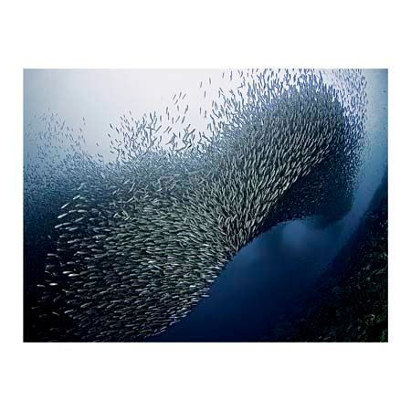 1x Collection Open Edition Canvas Giclee :"Sardines Tornado"