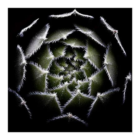 1x Collection Open Edition Canvas Giclee :"Sempervivum Rosette"