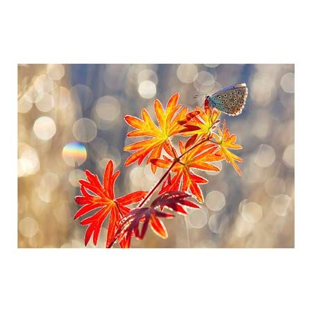 1x Collection Open Edition Canvas Giclee :"September Moments"