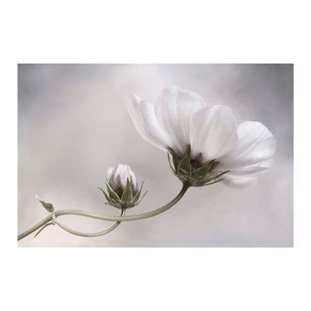 1x Collection Open Edition Canvas Giclee :"Simply Cosmos"