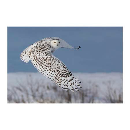1x Collection Open Edition Canvas Giclee :"Snowy Owl" 1x Collection Open Edition Canvas Giclee :"Snowy Owl"