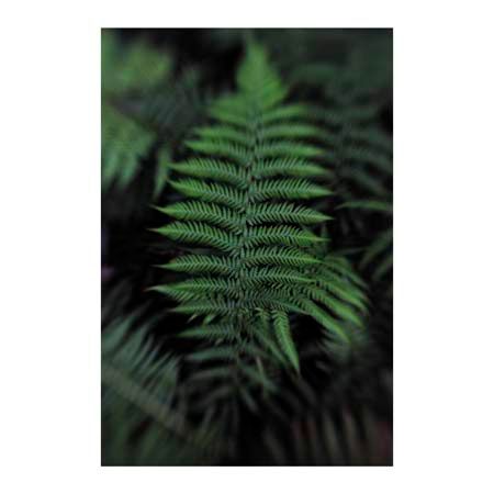 1x Collection Open Edition Canvas Giclee :"Soft Leaf"