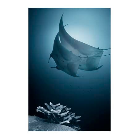 1x Collection Open Edition Canvas Giclee :"Sonata"