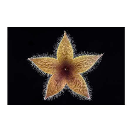 1x Collection Open Edition Canvas Giclee :"Stapelia Grandiflora"