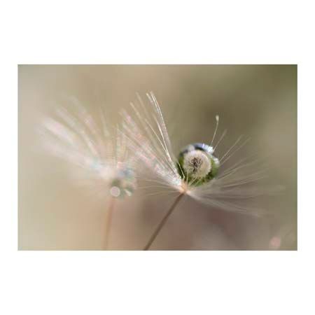 1x Collection Open Edition Canvas Giclee :"Star of Dandelion"
