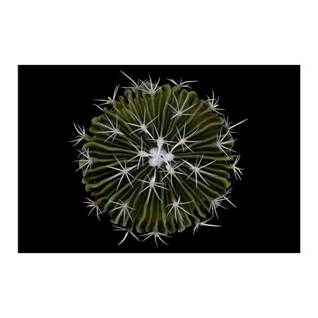 1x Collection Open Edition Canvas Giclee :"Stenocactus" 1x Collection Open Edition Canvas Giclee :"Stenocactus"