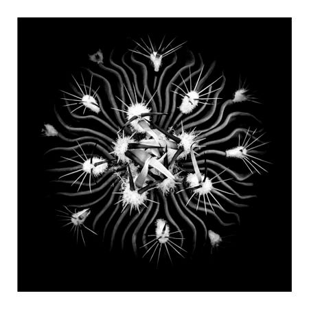1x Collection Open Edition Canvas Giclee :"Stenocactus"