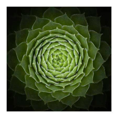 1x Collection Open Edition Canvas Giclee :"Succulent"
