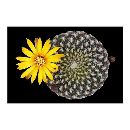 1x Collection Open Edition Canvas Giclee :"Sulcorebutia Arenacea"