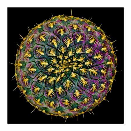 1x Collection Open Edition Canvas Giclee :"Sulcorebutia Rauschii"