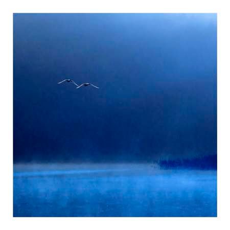 1x Collection Open Edition Canvas Giclee :"Swans"