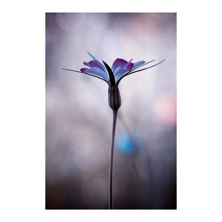 1x Collection Open Edition Canvas Giclee :"Sylvidra"