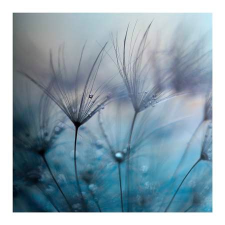 1x Collection Open Edition Canvas Giclee :"Teardrops" 1x Collection Open Edition Canvas Giclee :"Teardrops"