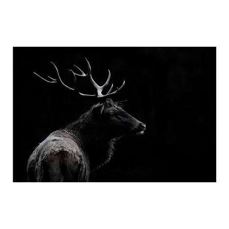 1x Collection Open Edition Canvas Giclee :"The Deer Soul" 1x Collection Open Edition Canvas Giclee :"The Deer Soul"