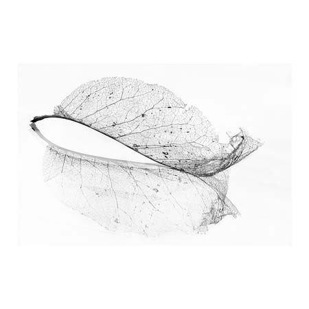 1x Collection Open Edition Canvas Giclee :"The Old Leaf"