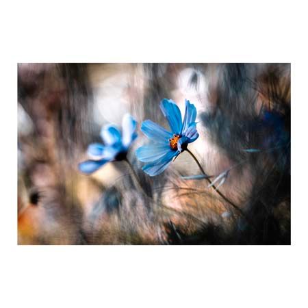 1x Collection Open Edition Canvas Giclee :"The Two of Us"