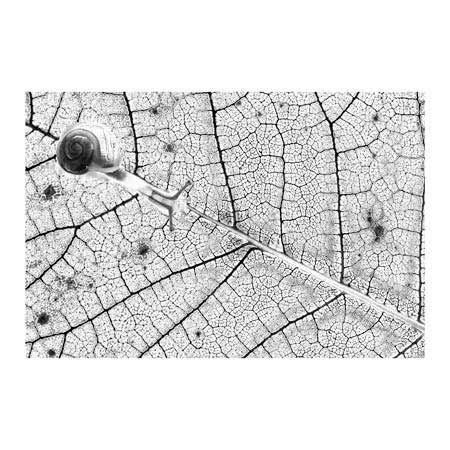 1x Collection Open Edition Canvas Giclee :"Transparences"