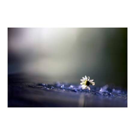 1x Collection Open Edition Canvas Giclee :"Twilight"