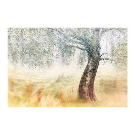 1x Collection Open Edition Canvas Giclee :"Twisted Dream"