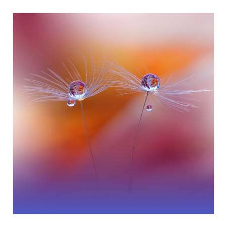 1x Collection Open Edition Canvas Giclee :"Two Words"