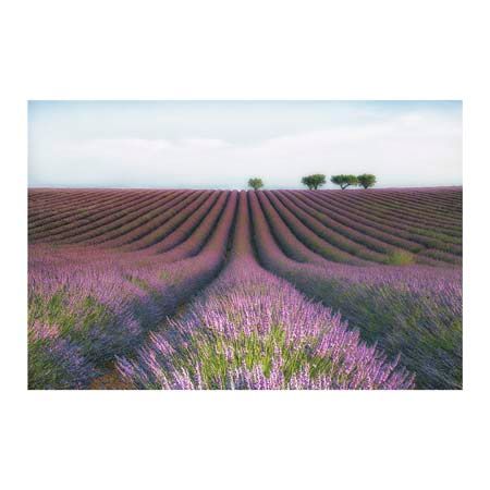 1x Collection Open Edition Canvas Giclee :"Velours de Lavender" 1x Collection Open Edition Canvas Giclee :"Velours de Lavender"