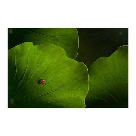 1x Collection Open Edition Canvas Giclee :"Wanderlust" 1x Collection Open Edition Canvas Giclee :"Wanderlust"