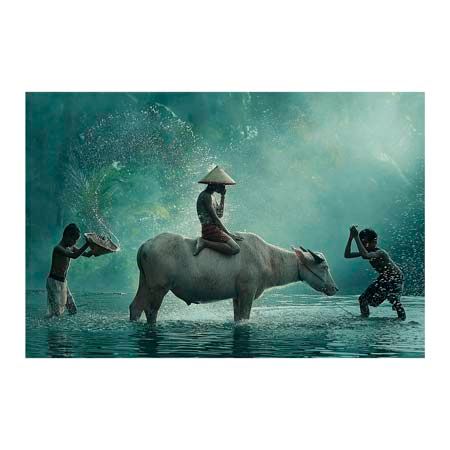 1x Collection Open Edition Canvas Giclee :"Water Buffalo"