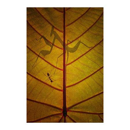 1x Collection Open Edition Canvas Giclee :"Wayang" 1x Collection Open Edition Canvas Giclee :"Wayang"