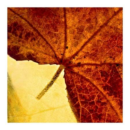 1x Collection Open Edition Canvas Giclee :"When Autumn Slides Into Winter"
