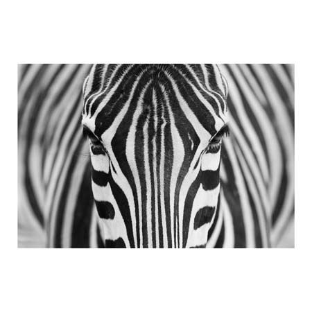 1x Collection Open Edition Canvas Giclee :"Zebra" 1x Collection Open Edition Canvas Giclee :"Zebra"