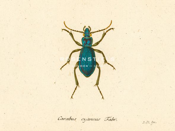 A. Poiteau Hand Numbered Limited Edition Print on Paper :"Carabus Cyaneus"