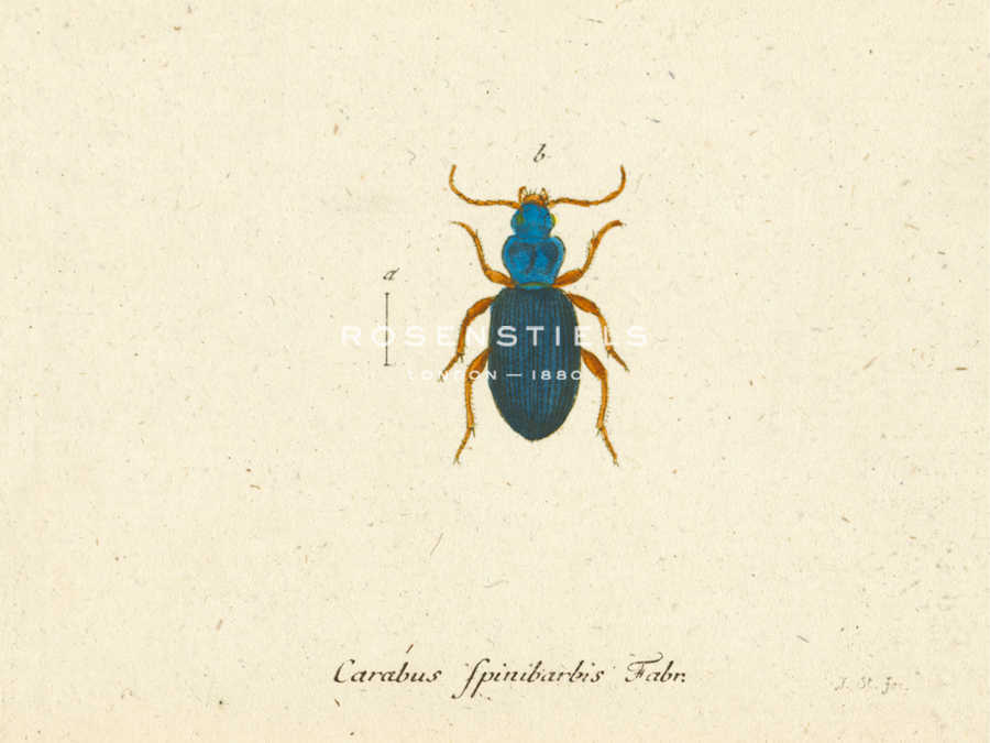 A. Poiteau Hand Numbered Limited Edition Print on Paper :"Carabus Fpinibarbis"
