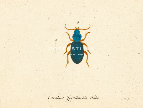 A. Poiteau Hand Numbered Limited Edition Print on Paper :"Carabus Fpinibarbis"