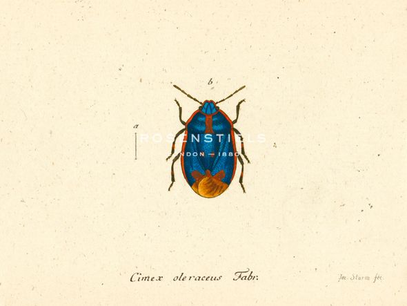 A. Poiteau Hand Numbered Limited Edition Print on Paper :"Cimex Oleraceus"